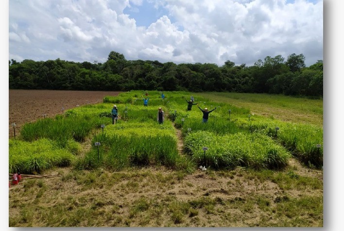Silagem de Capins Tropicais: Uma Alternativa Estratégica para a Pecuária na Amazônia