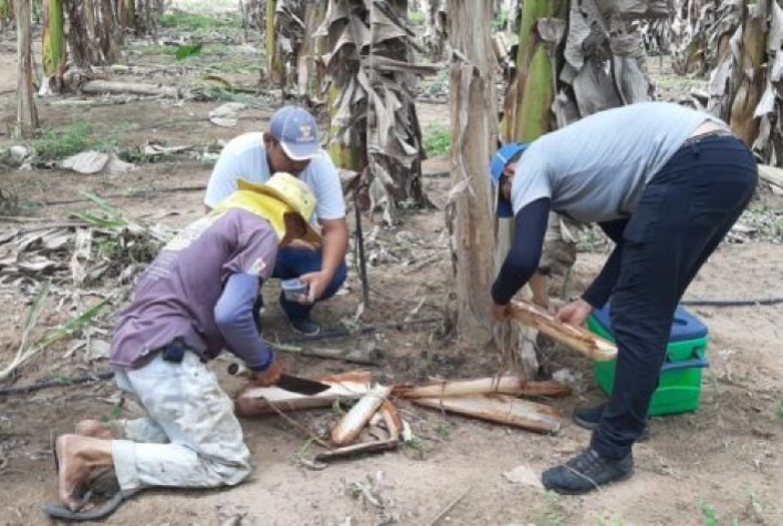 Fungos Como Alternativa no Controle de Pragas na Produção de Bananas