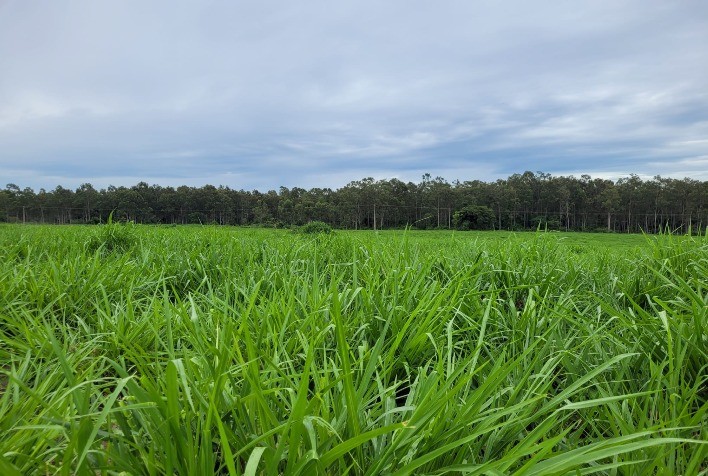 Manejo de Pastagens Sustentáveis Impulsiona a Pecuária Brasileira