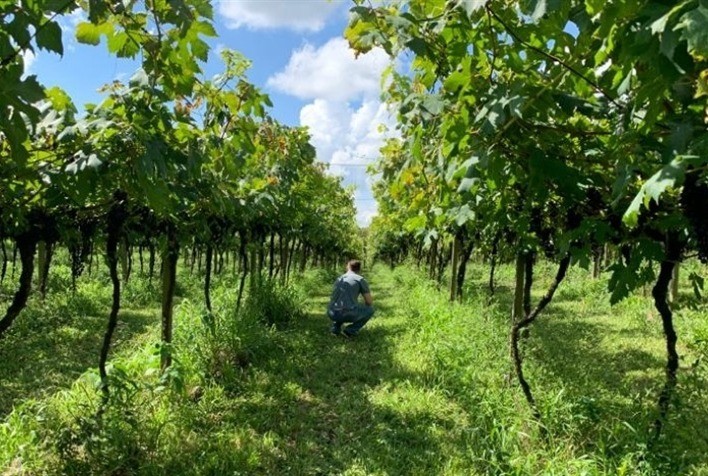 Cientistas Chilenos Descobrem Novas Variedades de Uvas: Avanço na Diversificação Genética