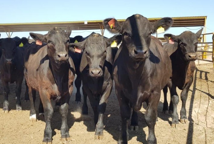 Corte no Leite: Estratégia Genética Aumenta Rentabilidade para Produtores de Leite