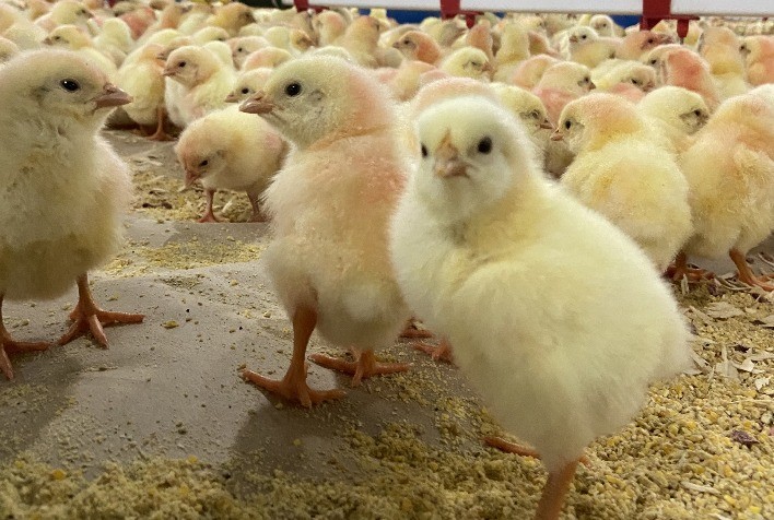 Crescimento do Alojamento de Pintos de Corte no Brasil em 2024