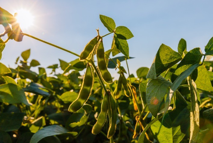 USDA Mantém Projeções e Não Afeta Mercado de Soja; Conab Prevé Maior Safra da História