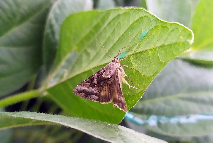 Atrativo Alimentar Inova no Controle de Mariposas e Aumenta Produtividade nas Lavouras