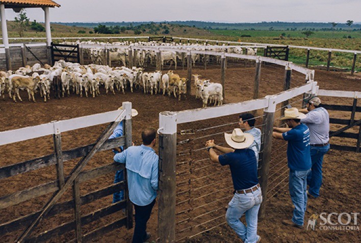 ADAMA Enfatiza Inovação e Sustentabilidade na Pecuária Paraense durante o Circuito Cria