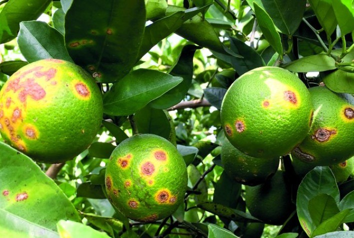 Agrodefesa Realiza Levantamento Anual de Fitossanidade em Pomares e Viveiros Comerciais de Goiás