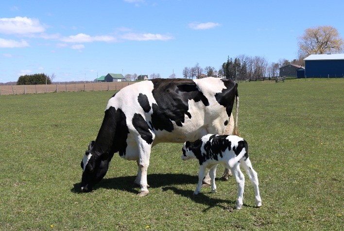 Metodologia Cowsignals Aponta Novos Caminhos para o Manejo de Bovinos Leiteiros no Brasil