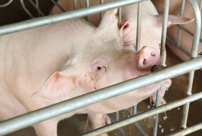 Água na Suinocultura: Pilar da Saúde Animal e da Sustentabilidade na Produção