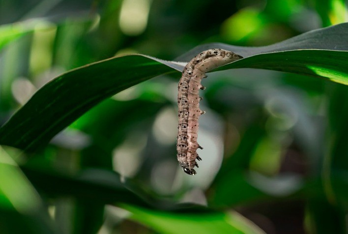 Baculovírus impulsionam controle biológico com expansão de 250% no Brasil