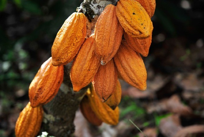Clima seco e calor preocupam produtores de cacau na Costa do Marfim