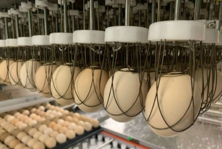 Automação na Avicultura: Solução Eficiente para Redução de Custos e Melhora na Sanidade Animal