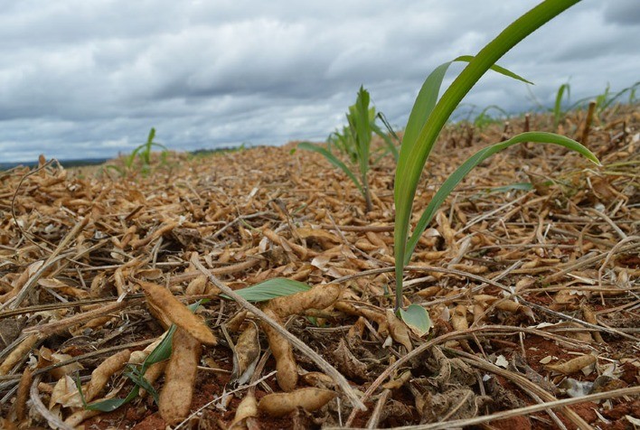 Tecnologia Antecipe Impulsiona a Produtividade do Milho Safrinha no Tocantins