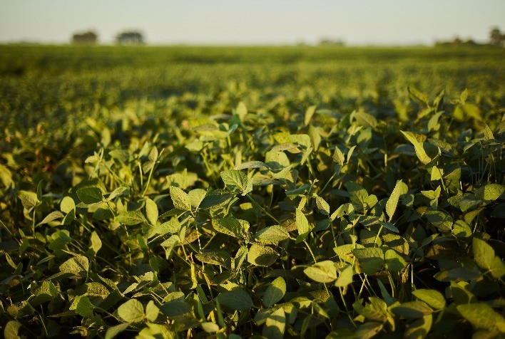 Crescimento da produção de soja no Brasil é ameaçado pela ferrugem asiática
