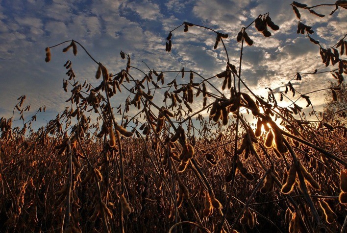 Safra de soja 2023/24 atinge 45 milhões de hectares no Brasil