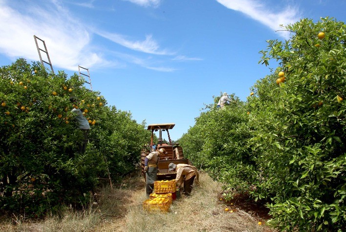 PR: Governo Prorroga Emergência Fitossanitária para Combate ao Greening