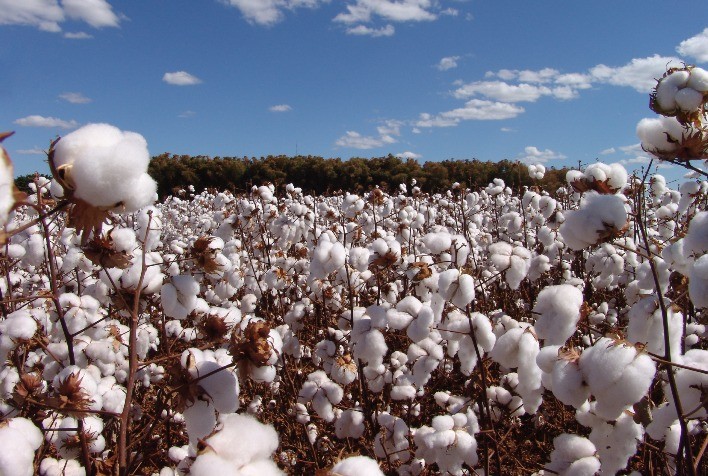 Produção Recorde de Algodão em Mato Grosso Pressiona Preços e Limita Avanço nas Vendas