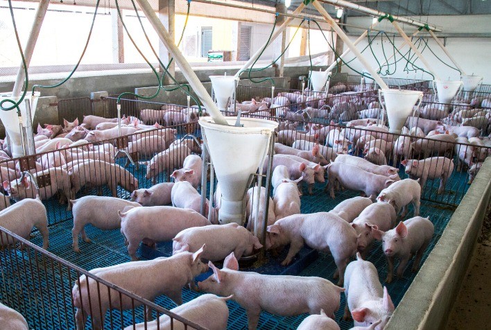 Desequilíbrio entre oferta e demanda pressiona preço do suíno vivo