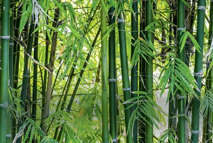 O bambu brasileiro: uma grande oportunidade para o desenvolvimento sustentável