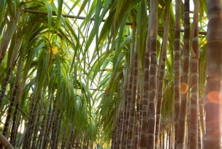 Produtores do RS comemoram safra recorde de cana-de-açúcar