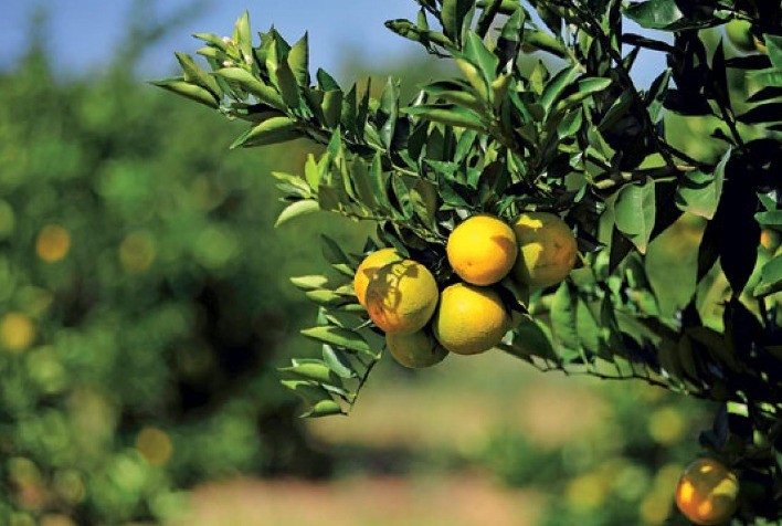 Safra de laranja 2024/25 registra queda significativa, apesar de chuvas favoráveis