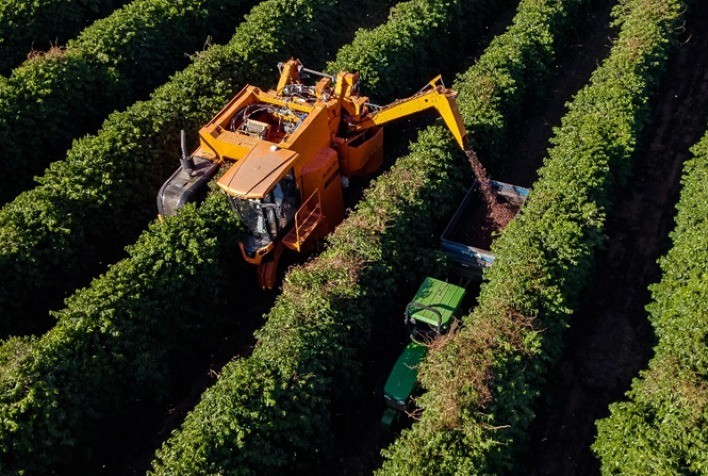 Rabobank: Análise Mensal do Mercado de Café em Dezembro