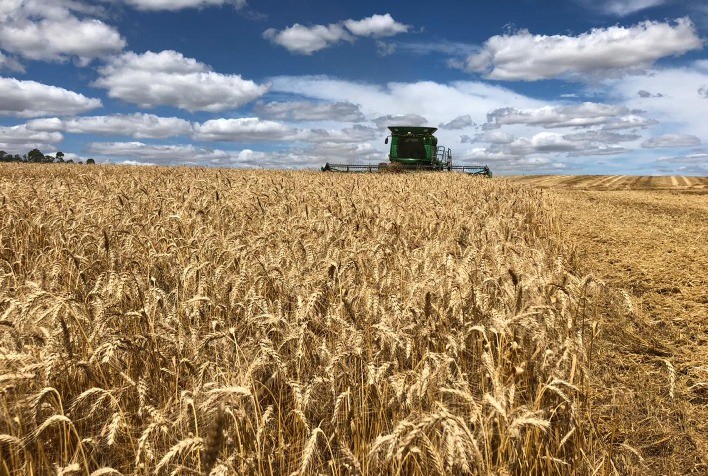 Produção de Trigo no Brasil Regride para 7,7 Milhões de Toneladas em 2024