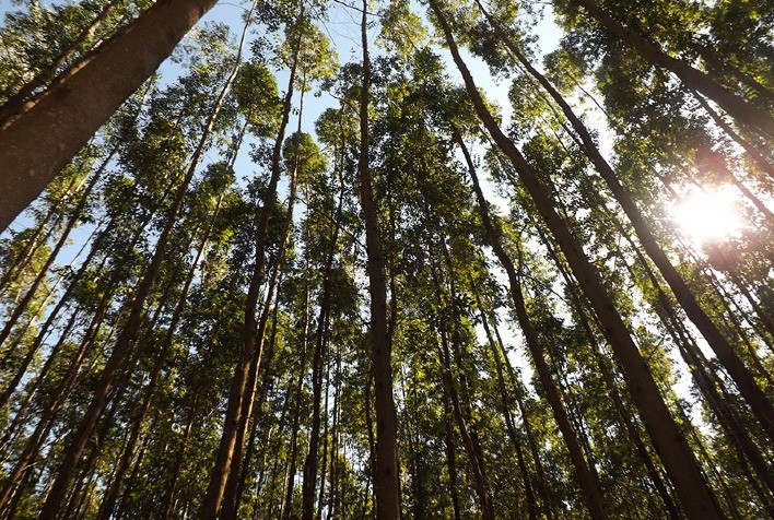 Produtores Rurais Redescobrem o Potencial da Silvicultura no Rio Grande do Sul