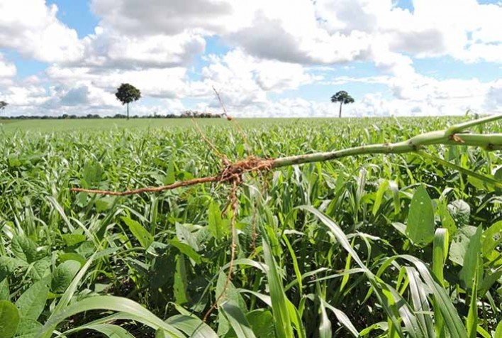 Condições Climáticas Favoráveis Impulsionam Crescimento das Pastagens no Rio Grande do Sul