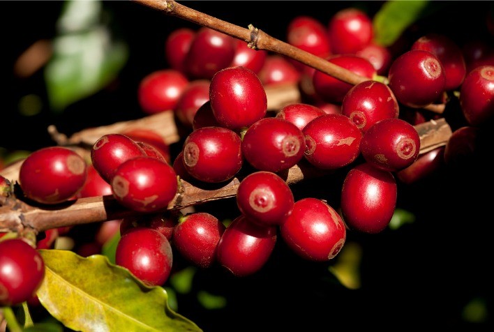 Café: Perspectivas para 2025 Indicam Ano Remunerador para a Cafeicultura