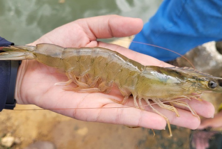 Projeto de Interiorização da Produção de Camarões no Ceará Visita Sustentabilidade e Geração de Empregos