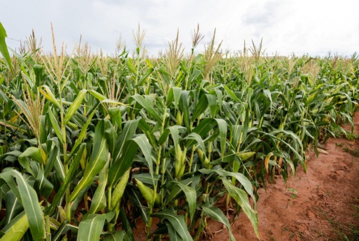 Brasil Rumo a uma Safra Recorde de Milho Safrinha em 2024/2025