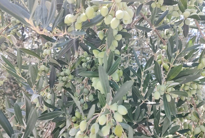 Abertura da Colheita da Oliva Retorna em 2025 ao Local de Sua Primeira Edição