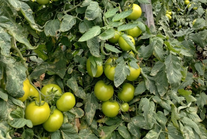 Produtores do Espírito Santo Adotam Tomate Híbrido Evimeria para Maximizar Rendimento e Qualidade de Frutos AA