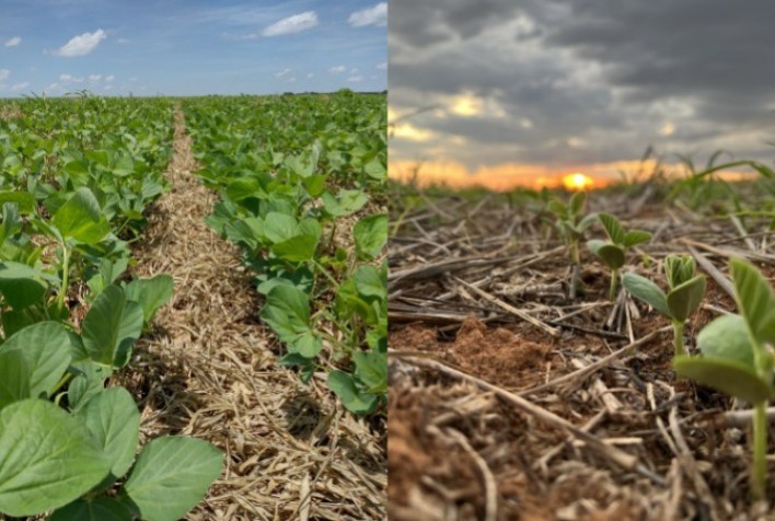 Inoculação na Agricultura: Fundamento para Cultivos Sustentáveis e de Alta Produtividade