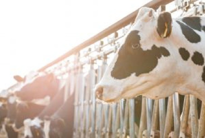 Como Mitigar os Impactos da Brucelose Bovina?