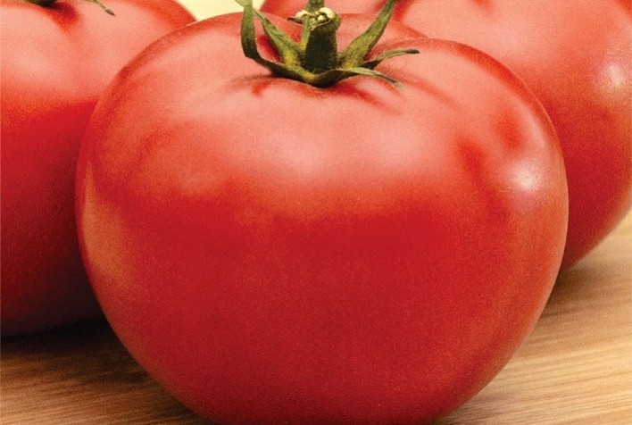 Novo Tomate Nivus Aumenta Produtividade e Qualidade nas Lavouras de Salada