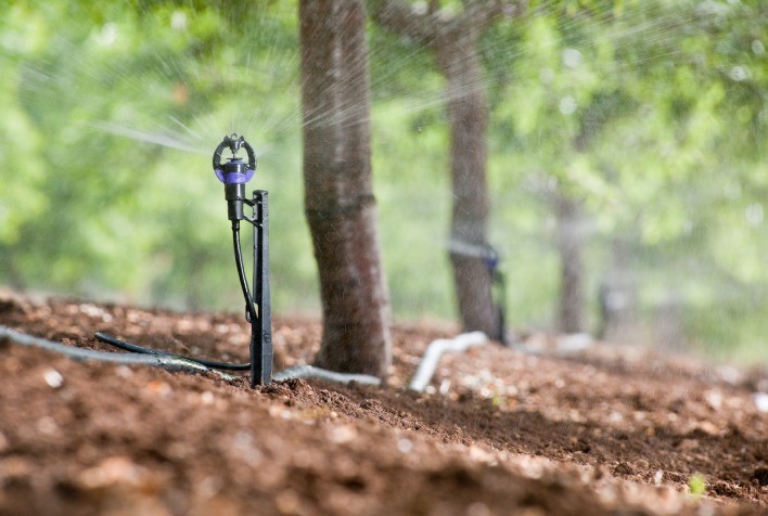 Irrigação por Aspersão Eleva Rentabilidade e Protege Frutas Contra Geadas e Calor Excessivo