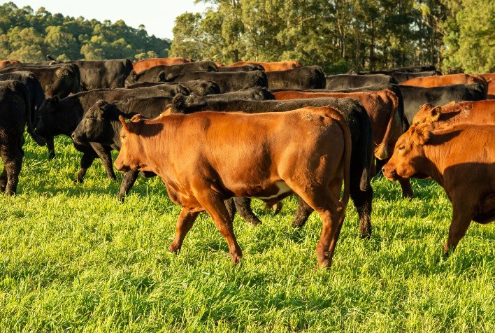 Febrac Propõe Integração das Associações ao Plano Nacional de Rastreabilidade Animal