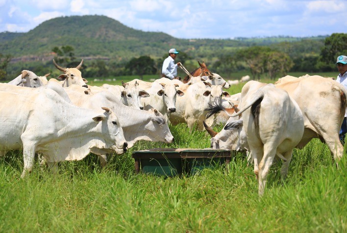 Manejo Adequado do Cocho: Como Otimizar a Nutrição e Aumentar a Lucratividade na Pecuária