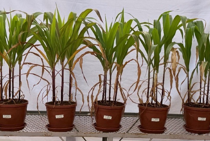 Lithothamnium: Alternativa para Correção da Acidez do Solo e Nutrição do Milho em Latossolos