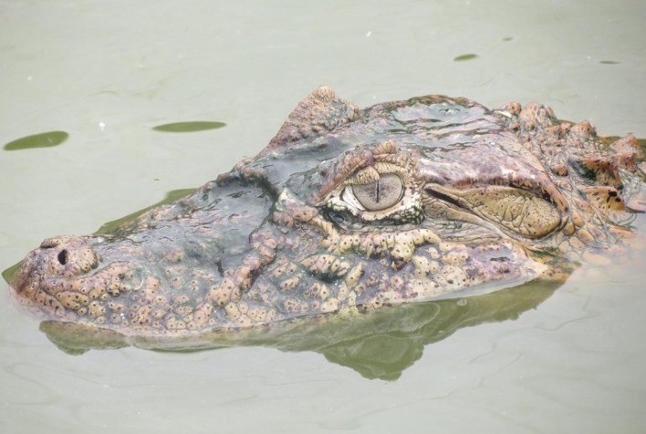 Frigorífico de Jacarés em São Paulo Obtém SIF e Expande Comercialização de Produtos