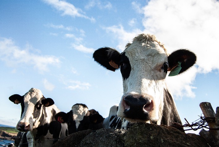 Mastite na Produção Leiteira: Prevenção, Diagnóstico e Tratamento Eficaz