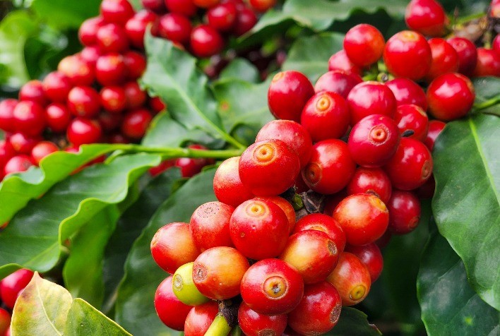 Preços do Café Iniciam a Semana com Altas Moderadas nas Bolsas Internacionais