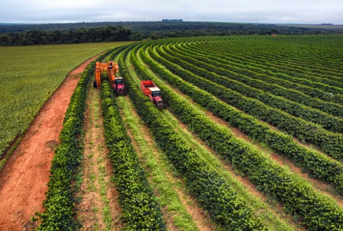 Perspectivas de Preços Elevados para o Café em 2025 com Safra Brasileira Prejudicada