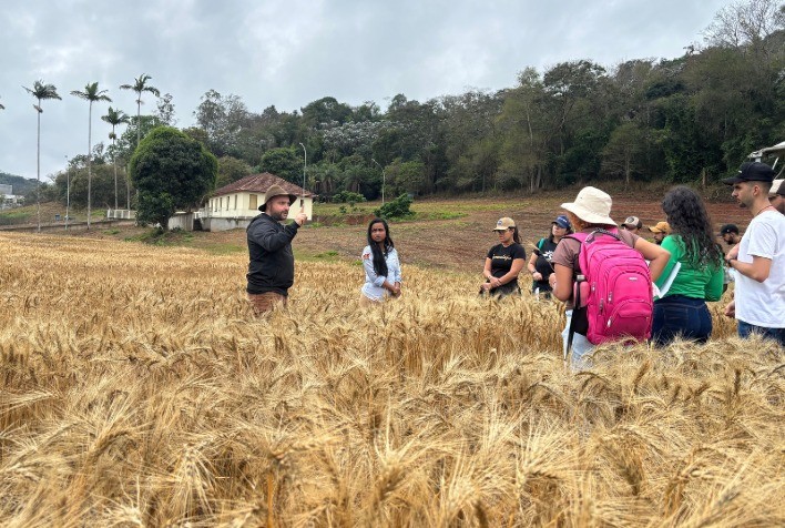 UFV Lança Nova Variedade de Trigo para Cultivo Irrigado em Regiões Tropicais