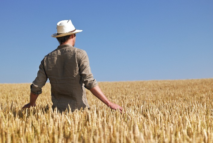 Perspectivas para o Mercado de Trigo em 2025: Expectativa de Manutenção nas Importações e Possível Expansão da Área Plantada