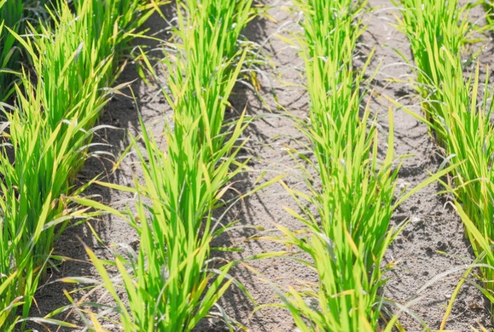 Semeadura de Arroz Irrigado no Rio Grande do Sul é Concluída para a Safra 2024/2025