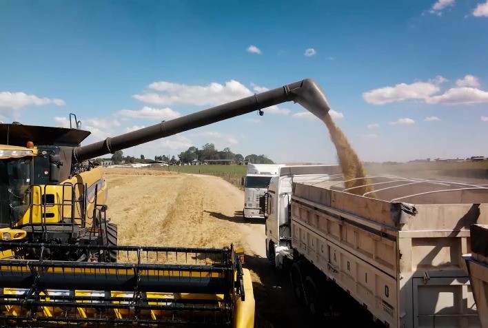 A Nova Era da Cevada: A Cultivar Princesa Surge como Esperança para a Castrolanda