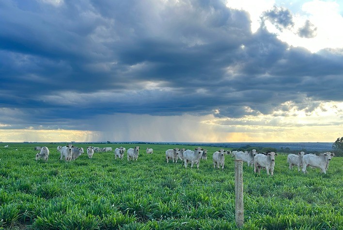Cuidados com a suplementação mineral durante o período de chuvas: desafios e soluções para a pecuária