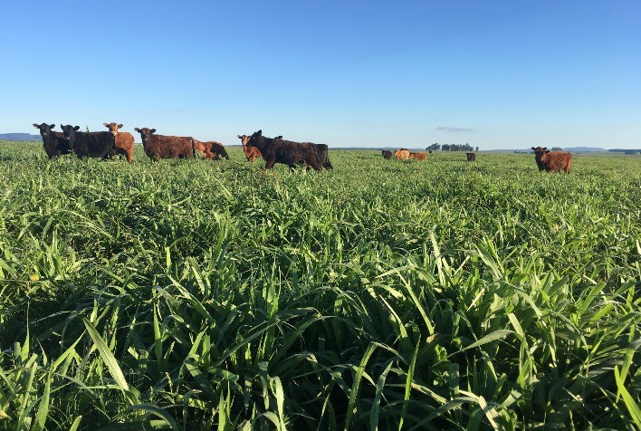 Desempenho das Pastagens no Rio Grande do Sul: Resultados Positivos em Diversas Regiões